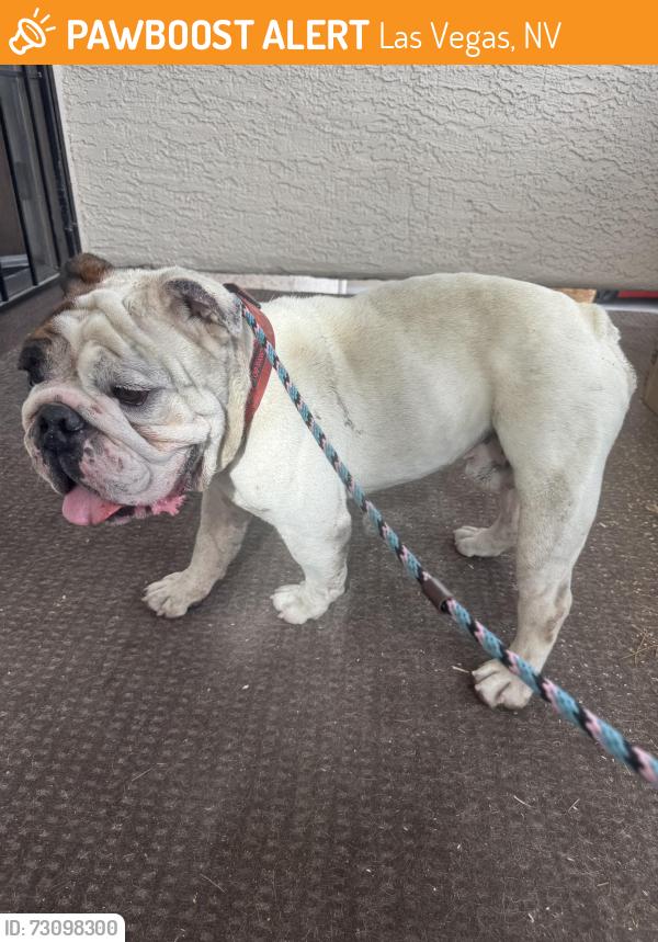 Found/Stray Male Dog last seen Sulphur springs, Las Vegas, NV 89128