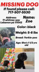 Reunited Female Dog last seen Royal road and Whitney way area, Lebanon, PA 17042