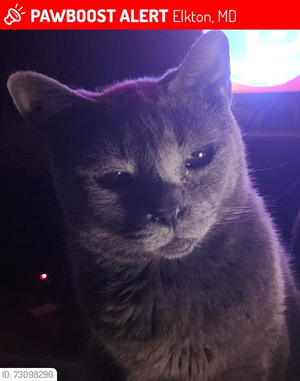 Lost Male Cat last seen TELEGRAPH RD AND WEDGEWOOD RD, Elkton, MD 21921