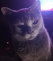 Lost Male Cat last seen TELEGRAPH RD AND WEDGEWOOD RD, Elkton, MD 21921