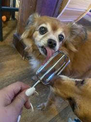 Lost Female Dog last seen Kid Lane, Wetumpka, AL 36092