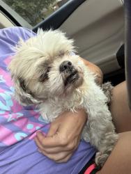 Found/Stray Male Dog last seen Greenhill and Lake Creek, Mansfield, TX 76063