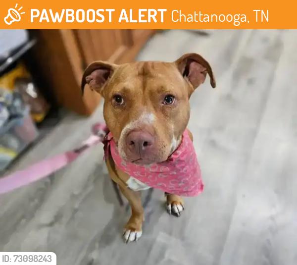 Found/Stray Female Dog last seen Tessie Lane near Gadd Road, Chattanooga, TN 37343