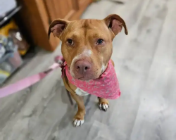 Found/Stray Female Dog last seen Tessie Lane near Gadd Road, Chattanooga, TN 37343