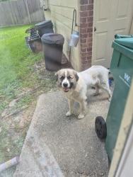 Found/Stray Male Dog last seen 22419-22275 Gene Campbell Rd, New Caney, TX 77357, New Caney, TX 77357
