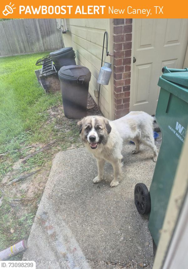 Found/Stray Male Dog last seen 22419-22275 Gene Campbell Rd, New Caney, TX 77357, New Caney, TX 77357