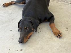 Found/Stray Male Dog last seen I ave , Hesperia , seaforth, Hesperia, CA 92340