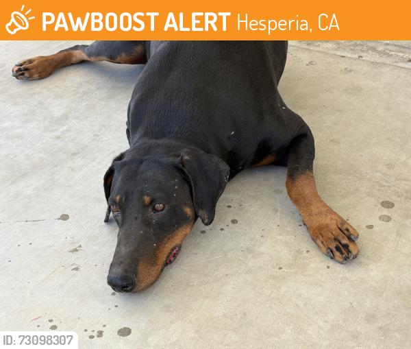 Found/Stray Male Dog last seen I ave , Hesperia , seaforth, Hesperia, CA 92340