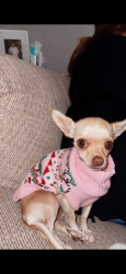 Lost Female Dog last seen Lanneau Ct and Old River Rd, Bakersfield, CA 93311