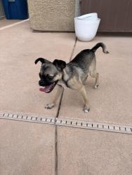 Reunited Female Dog last seen N Durango and Grand Teton, Las Vegas, NV 89131