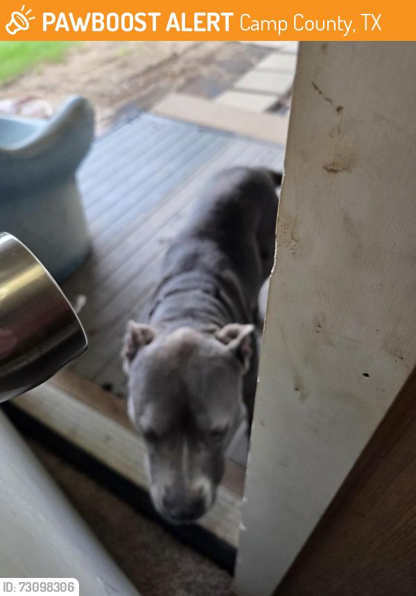 Found/Stray Male Dog last seen Pittsburg, Tx., Camp County, TX 75686