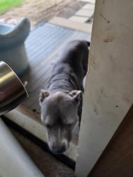 Found/Stray Male Dog last seen Pittsburg, Tx., Camp County, TX 75686
