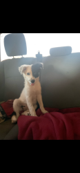 Lost Female Dog last seen lamb and carey, Sunrise Manor, NV 89115