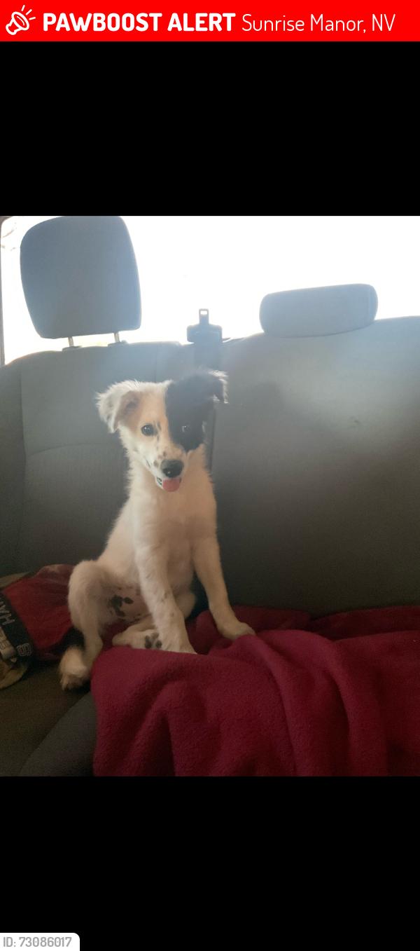 Lost Female Dog last seen lamb and carey, Sunrise Manor, NV 89115