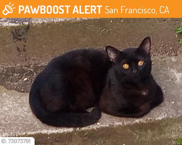 Found/Stray Unknown Cat last seen 20th St and Folsom St, San Francisco, CA 94110
