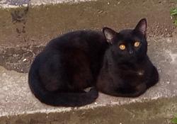Found/Stray Unknown Cat last seen 20th St and Folsom St, San Francisco, CA 94110