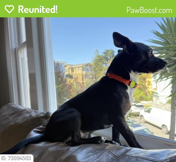 Reunited Male Dog last seen Resort Rd. Squaw Valley Meadow, Olympic Valley, CA 96146