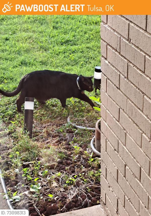 Found/Stray Unknown Cat last seen 81st and Memorial, Tulsa, OK 74133