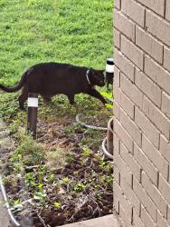 Found/Stray Unknown Cat last seen 81st and Memorial, Tulsa, OK 74133