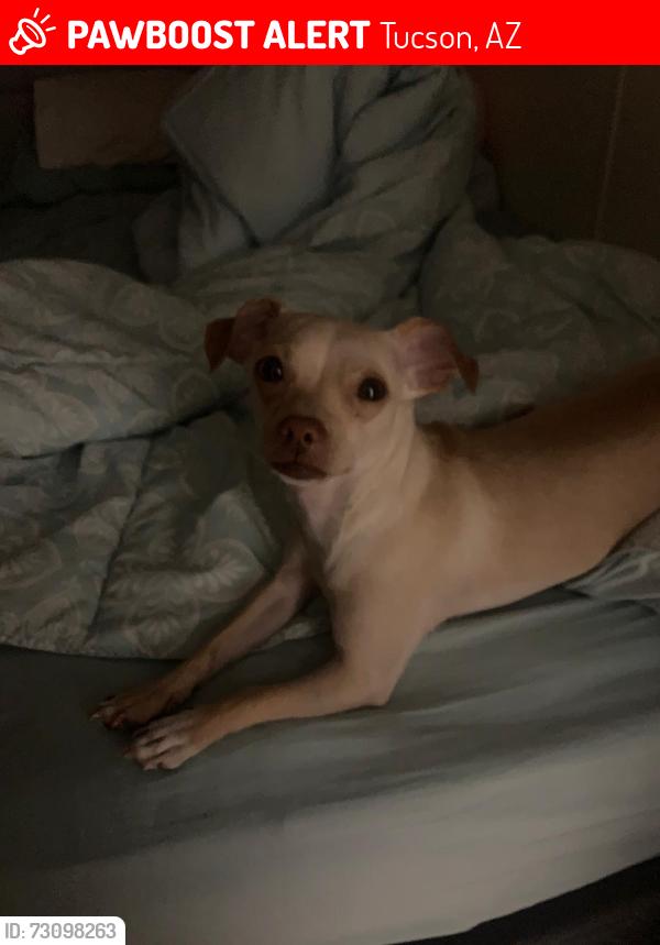 Lost Female Dog last seen Near W Los Reales, Tucson, AZ 85756