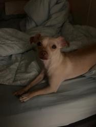 Lost Female Dog last seen Near W Los Reales, Tucson, AZ 85756