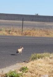 Found/Stray Unknown Dog last seen Ashby Rd merced ca, Merced, CA 95348