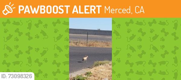 Found/Stray Unknown Dog last seen Ashby Rd merced ca, Merced, CA 95348