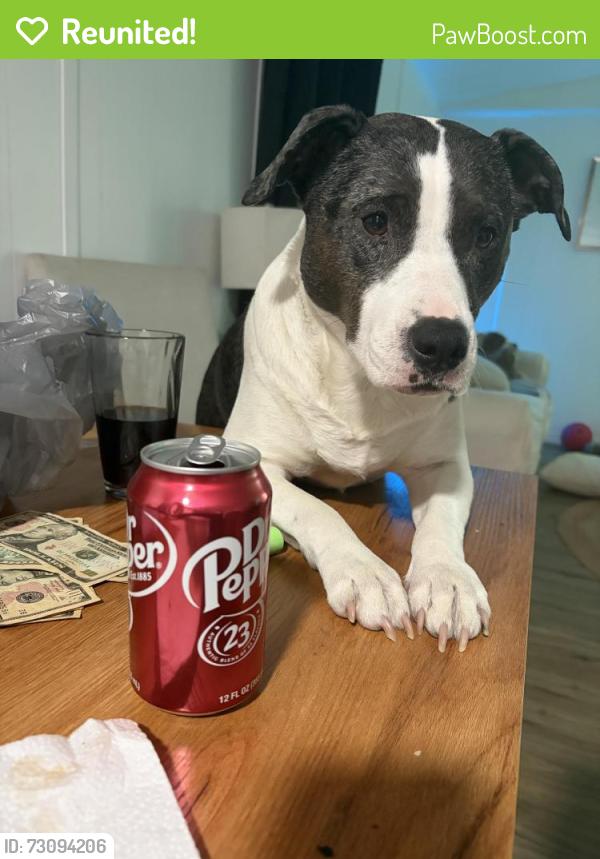 Reunited Female Dog last seen Peony street Chicago ave, New Port Richey, FL 34654