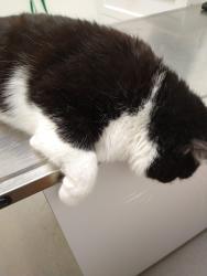 Lost Male Cat last seen 97th Street, Vero Beach, FL 32967