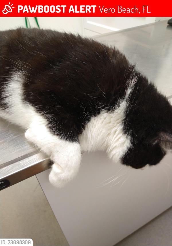 Lost Male Cat last seen 97th Street, Vero Beach, FL 32967