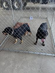 Found/Stray Male Dog last seen Near Crosby Rd and Butteville Rd intersection, Marion County, OR 97020