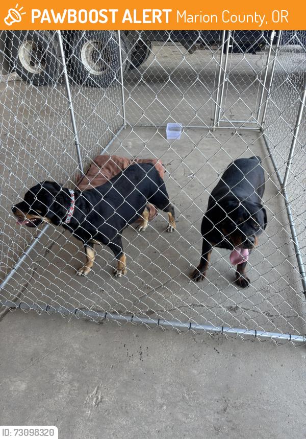 Found/Stray Male Dog last seen Near Crosby Rd and Butteville Rd intersection, Marion County, OR 97020
