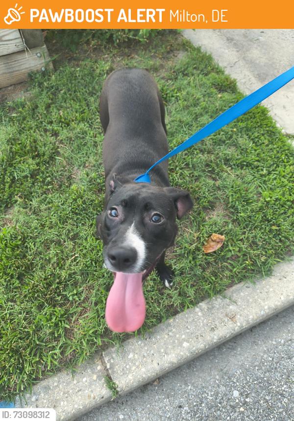 Found/Stray Female Dog last seen Boxwood Street DE, Milton, DE 19968