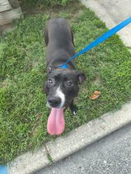 Found/Stray Female Dog last seen Boxwood Street DE, Milton, DE 19968