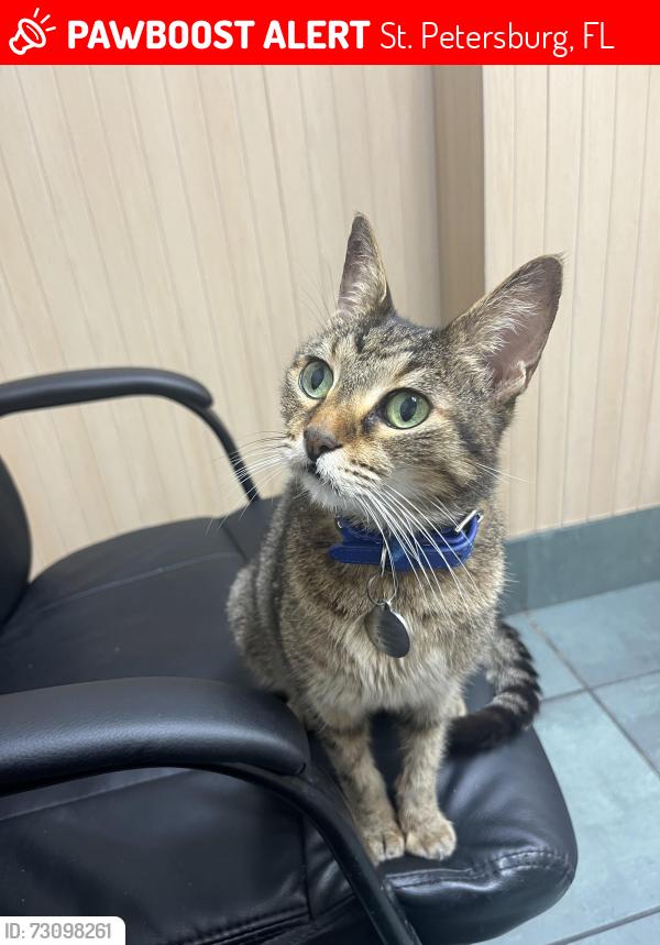 Lost Female Cat last seen 15th Ave N and Crescent Lake Dr N., St. Petersburg, FL 33704
