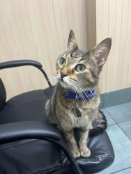 Lost Female Cat last seen 15th Ave N and Crescent Lake Dr N., St. Petersburg, FL 33704
