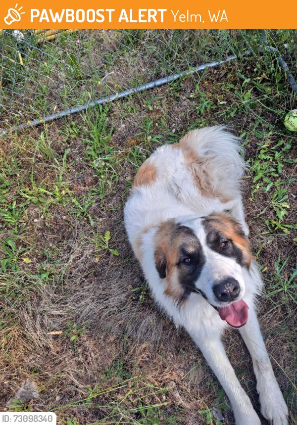 Found/Stray Male Dog last seen Yelm High School, Yelm, WA 98597