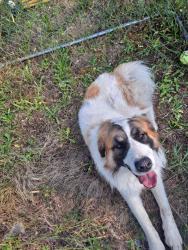 Found/Stray Male Dog last seen Yelm High School, Yelm, WA 98597