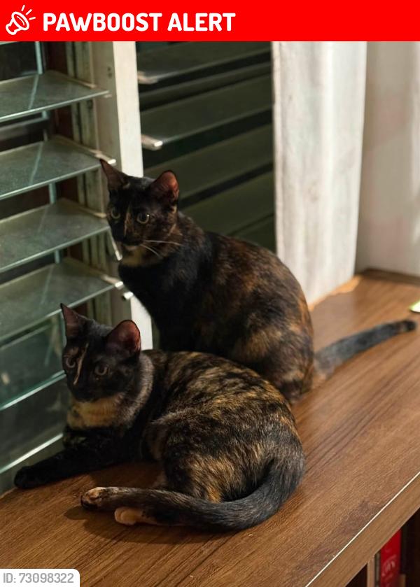 Lost Female Cat last seen Legacy Park neighborhood in Magnolia Green, Moseley, Chesterfield County, VA 23120