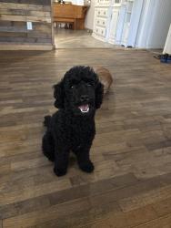 Reunited Male Dog last seen Walmart, Cocoa, FL 32926