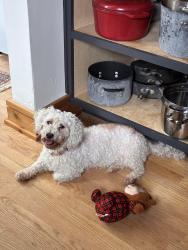 Found/Stray Female Dog last seen Telegraph and Florence St, Detroit, MI 48235