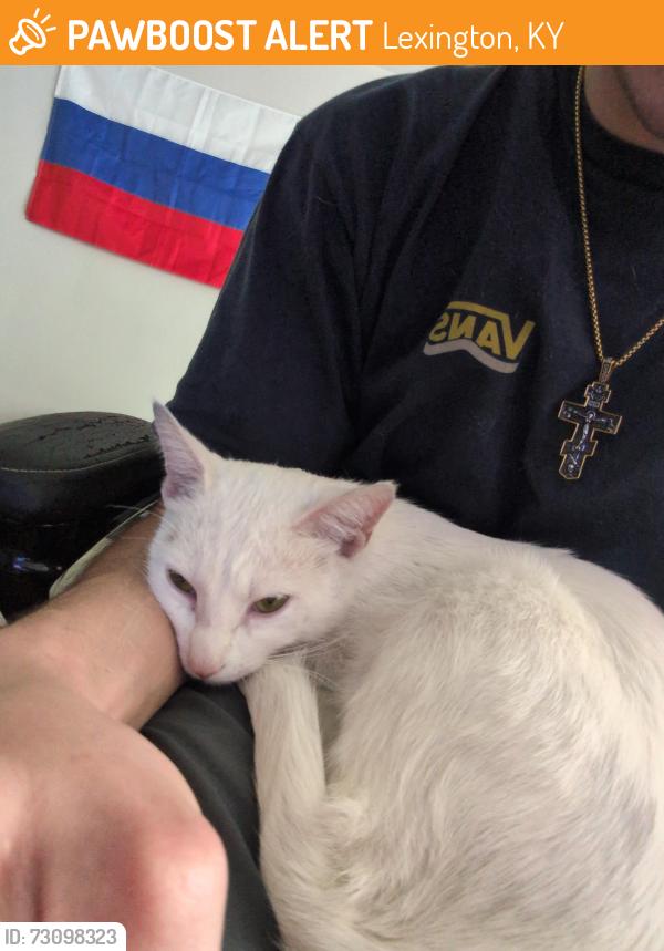 Found/Stray Female Cat last seen Near East high, next to the YMCA downtown,, Lexington, KY 40507