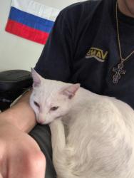 Found/Stray Female Cat last seen Near East high, next to the YMCA downtown,, Lexington, KY 40507