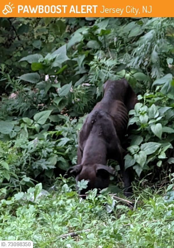 Found/Stray Unknown Dog last seen In the woods, Jersey City, NJ 07304