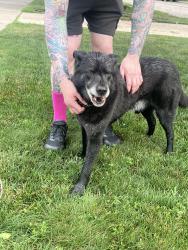 Found/Stray Male Dog last seen Oak Park Blvd and Scotia, Oak Park, MI 48237