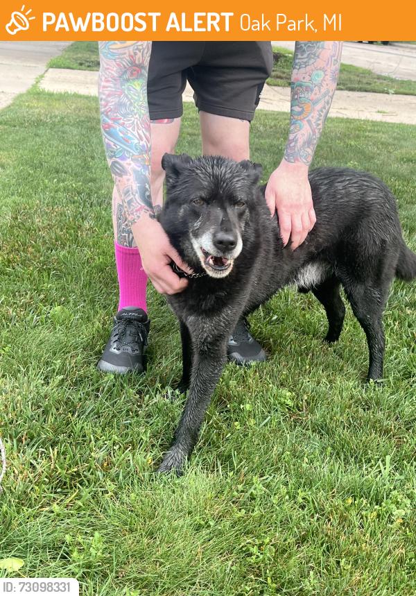 Found/Stray Male Dog last seen Oak Park Blvd and Scotia, Oak Park, MI 48237