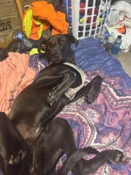 Lost Female Dog last seen Near Knightens Crossroads, Piedmont, AL 36272