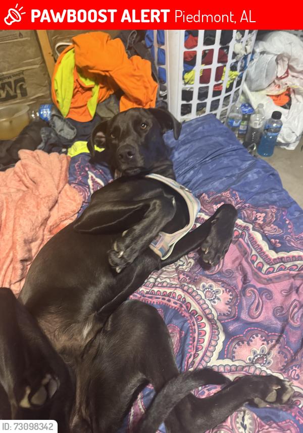 Lost Female Dog last seen Near Knightens Crossroads, Piedmont, AL 36272