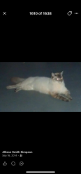 Lost Male Cat last seen Arrow Ave & 55th Streets, Anniston, AL 36206