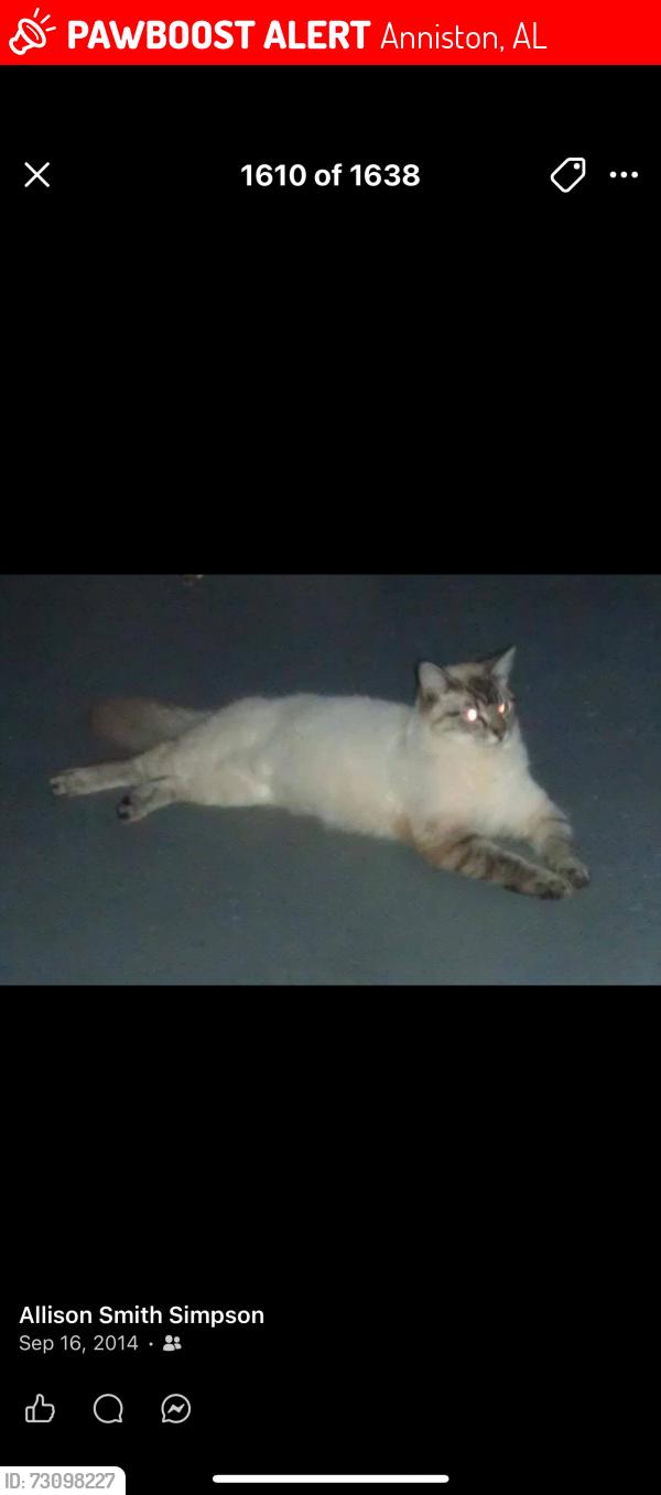Lost Male Cat last seen Arrow Ave & 55th Streets, Anniston, AL 36206